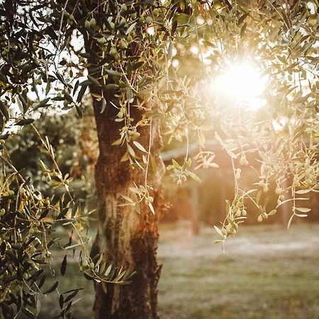 Agriturismo Podere Luchiano Amelia Εξωτερικό φωτογραφία