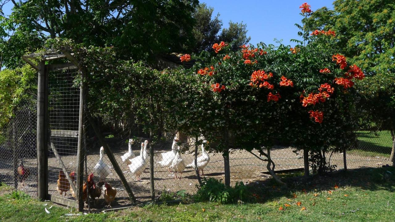 Agriturismo Podere Luchiano Amelia Εξωτερικό φωτογραφία