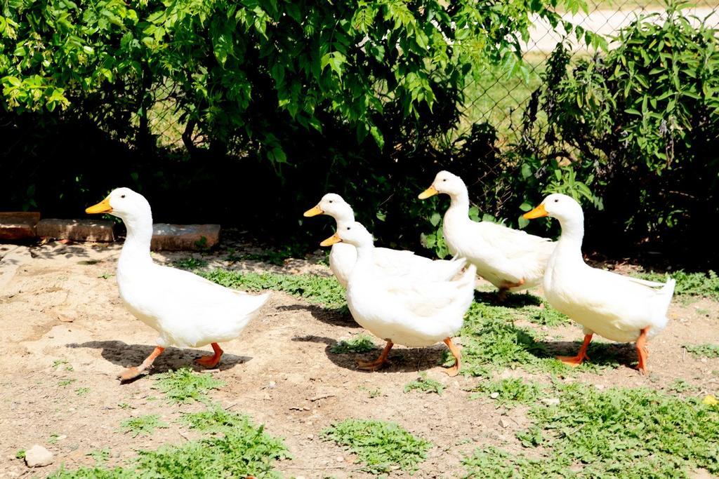Agriturismo Podere Luchiano Amelia Εξωτερικό φωτογραφία