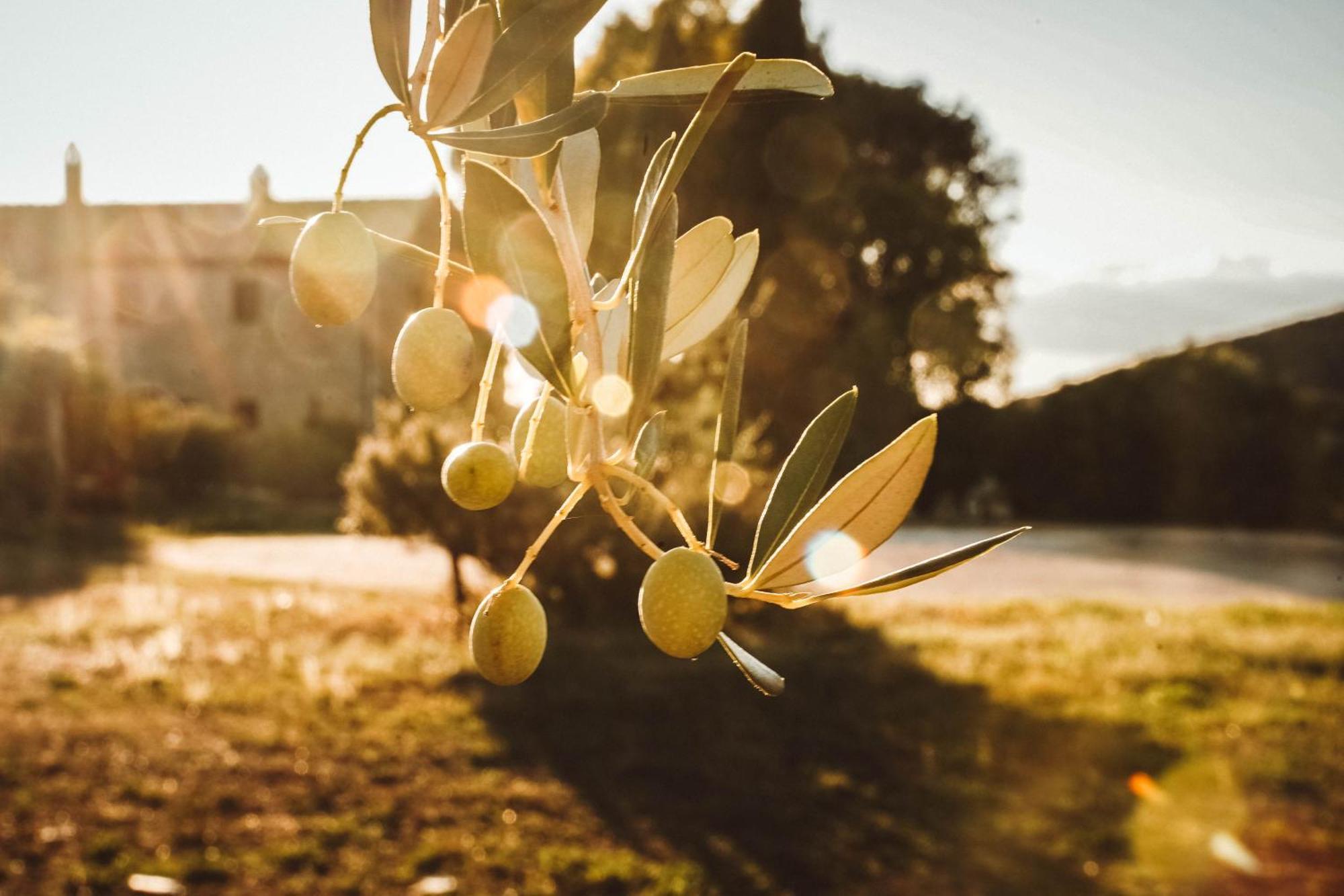 Agriturismo Podere Luchiano Amelia Εξωτερικό φωτογραφία